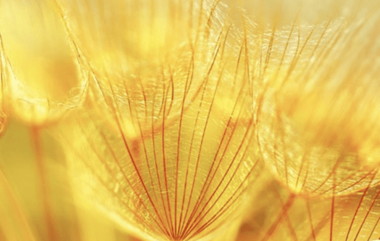 Virtue of the Week — Peacefulness